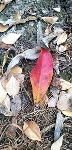 High angle view of dry leaves on field