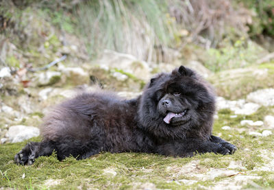 Lion lying on ground