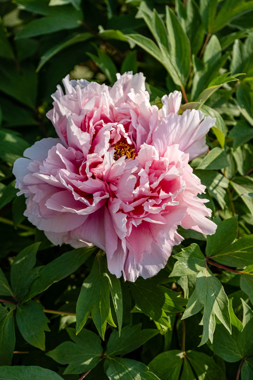 CLOSE-UP OF PINK FLOWER