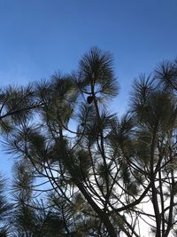 Low angle view of trees against clear blue sky