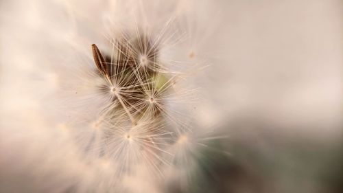 Close-up of dandelion on plant