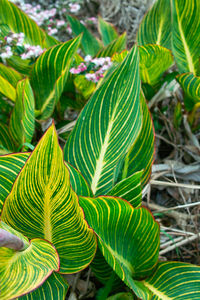 Close-up of green leaves on plant