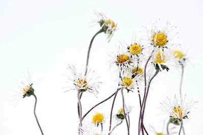 Close-up of yellow cosmos flowers against clear sky