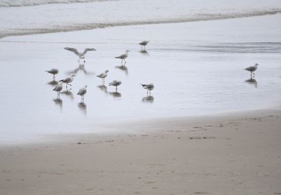 Birds in shallow water