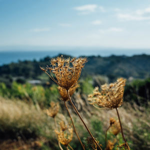 Close-up of dried plants on field against sky