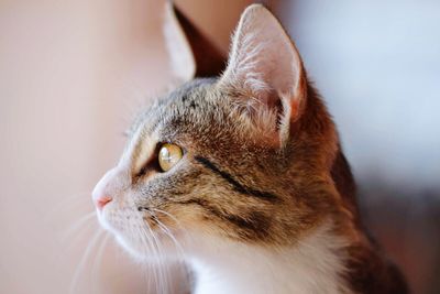 Close-up of a cat looking away