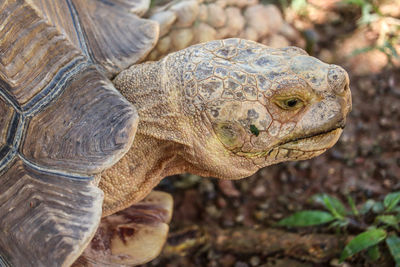 Close-up of a turtle