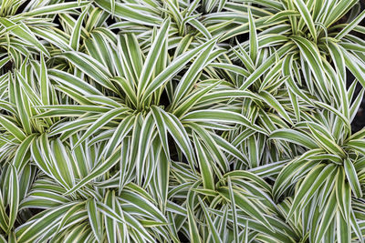 Full frame shot of plants growing on field