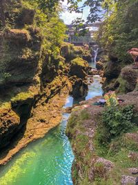 Scenic view of river in forest