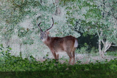 Deer standing in a forest