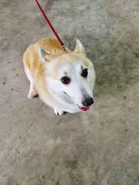 High angle view of dog sticking out tongue