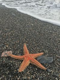 High angle view of starfish on beach