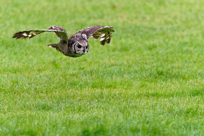 Bird flying in a field