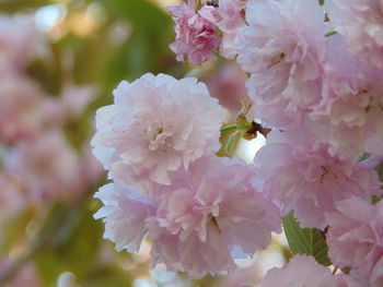 Close-up of pink flowers blooming outdoors