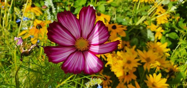 Close-up of pink cosmos flower