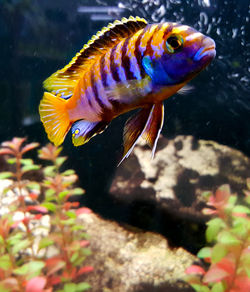 Close-up of fish underwater