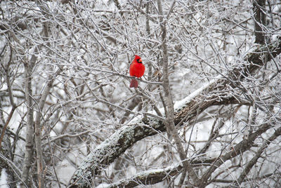 Bird perching on branch