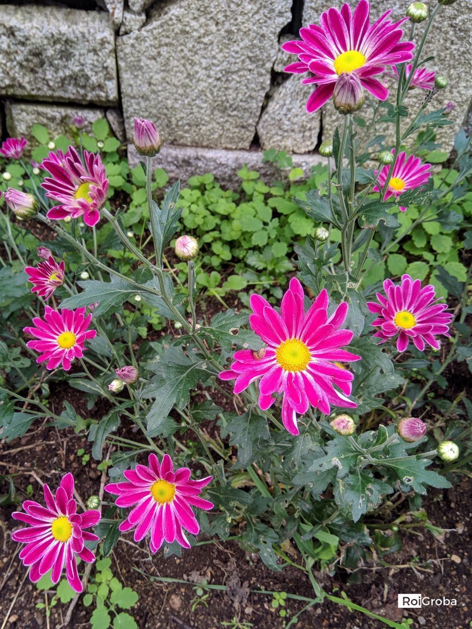 HIGH ANGLE VIEW OF PINK FLOWERING PLANTS