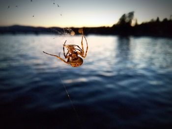 Close-up of spider on web