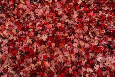 Full frame shot of red flowers