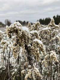 Close-up of snow on field against sky