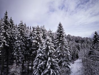 Pine trees in forest against sky