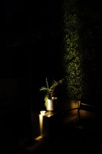 Illuminated potted plant against trees at night