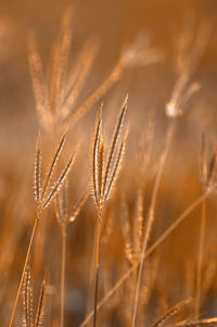 Close-up of wheat growing on field
