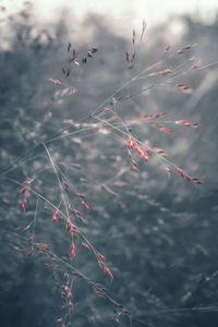 Low angle view of plant against sky