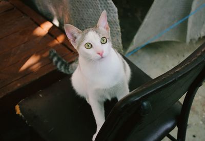 High angle portrait of cat sitting outdoors