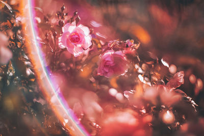 Close-up of pink roses