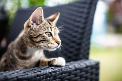 Close-up of a cat looking away