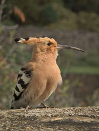 Close-up of bird perching on land