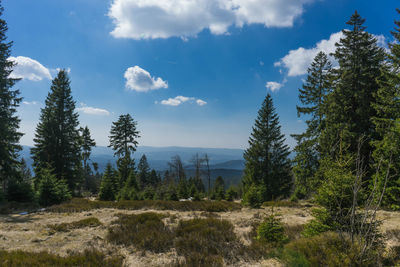 Scenic view of pine trees against sky