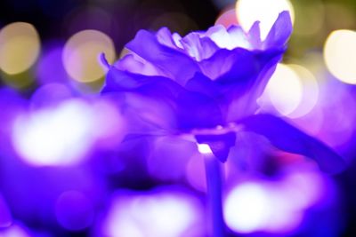 Close-up of blue flowers