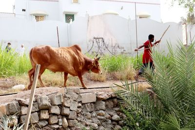 Horses on field