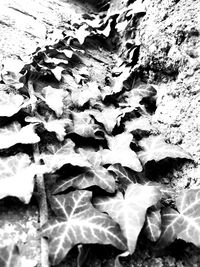 Full frame shot of leaves on snow field