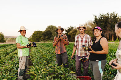 Group of growers working and harvesting fresh black eggplants or eggplants in their field.