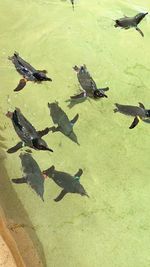 High angle view of birds flying over lake