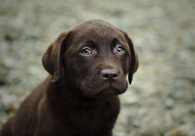 Close-up of chocolate lab puppy