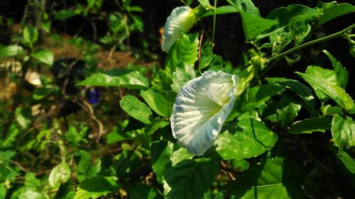 Close-up of white flowering plant