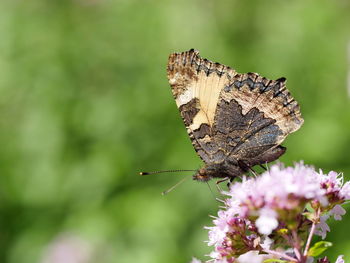 Close-up of butterfly perching on flower
