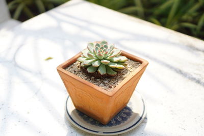 High angle view of potted plant on table