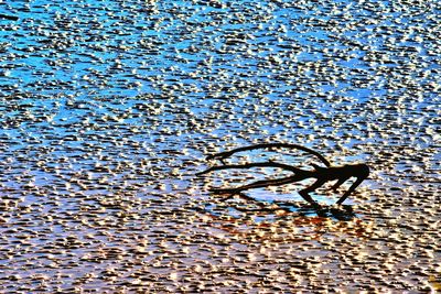 Full frame shot of turtle swimming in water