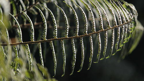 Close-up of fern leaf