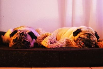 Close-up of a dog sleeping at home