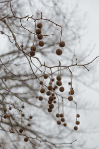 Low angle view of bare trees against sky