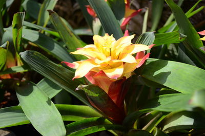 Close-up of yellow flowering plant