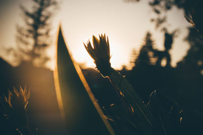Close-up of silhouette plant against sky during sunset