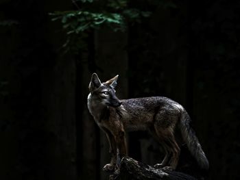 Lone fox in forest